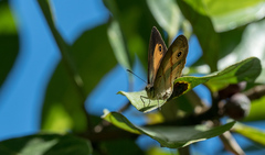 Mycalesis treadawayi