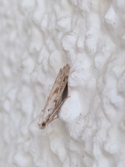 Phycitodes binaevella