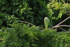 Amazona amazonica
