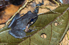 Platymantis corrugatus