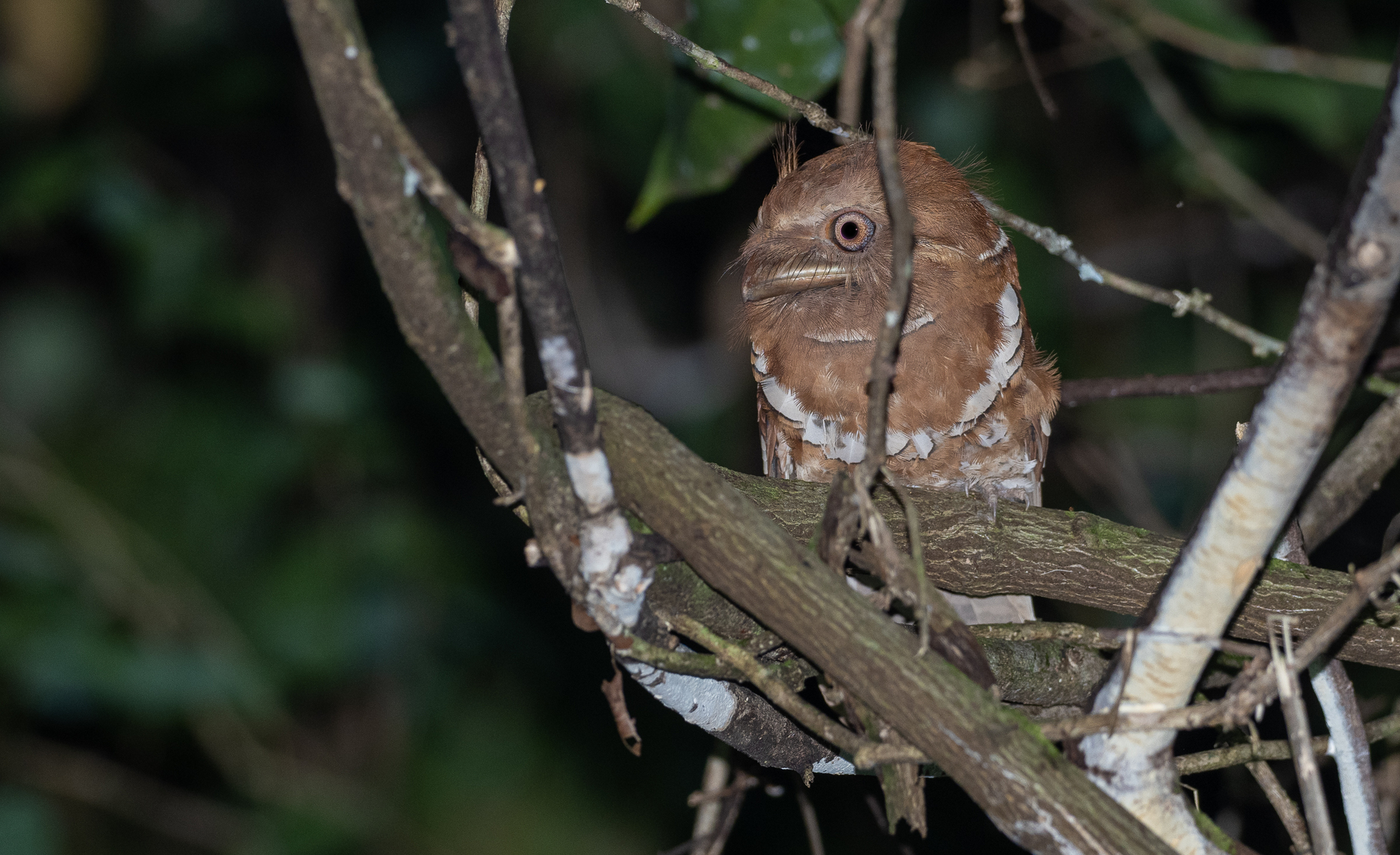 Philippine Frogmouth (Batrachostomus septimus), photo 6