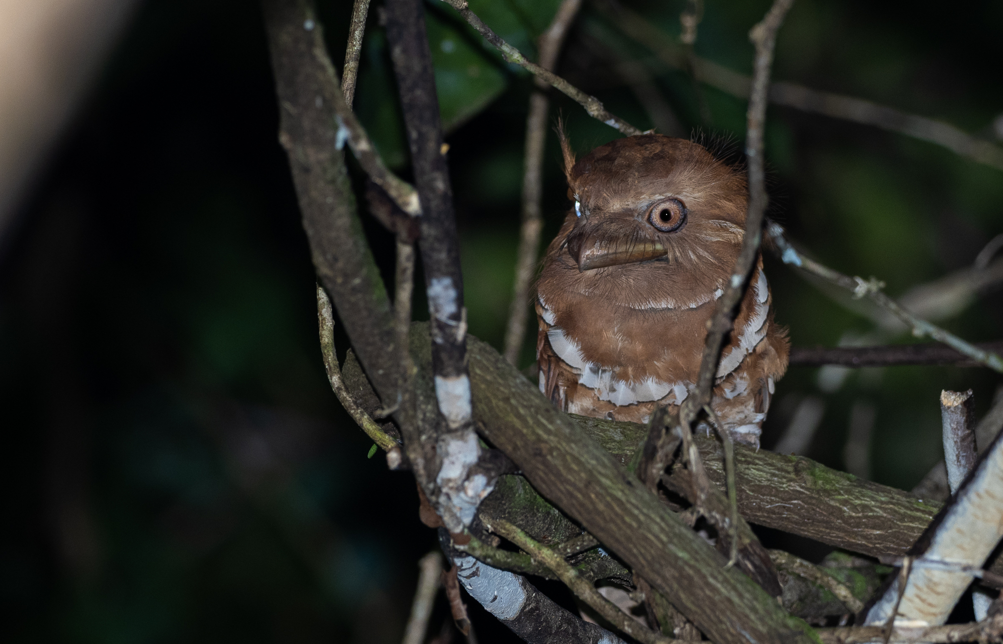 Philippine Frogmouth (Batrachostomus septimus), photo 7