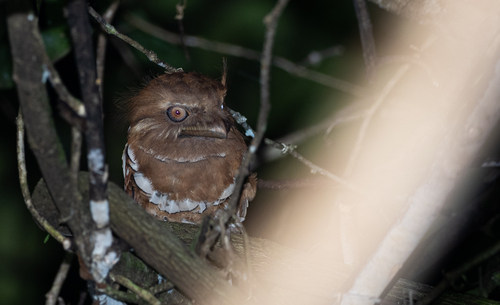 Philippine Frogmouth (Batrachostomus septimus), photo 10