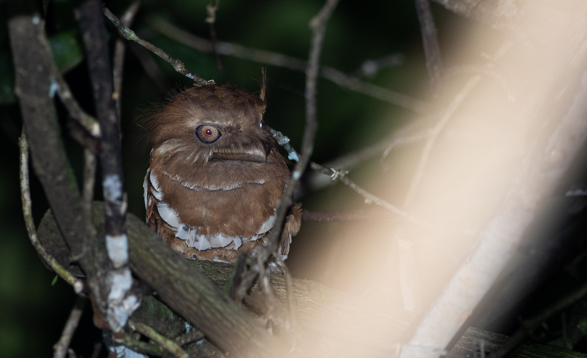 Philippine Frogmouth (Batrachostomus septimus), photo 8
