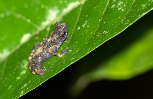 Eastern Mindanao Dwarf Toad, Pelophryne lighti