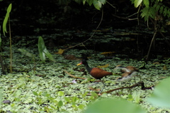 Jacana jacana