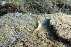 Spirobranchus triqueter