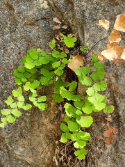 Adiantum capillus-veneris