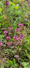 Pedicularis refracta transmorrisonensis