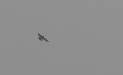 Collocalia troglodytes