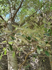 Populus alba