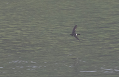 Collocalia troglodytes