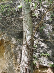 Populus alba