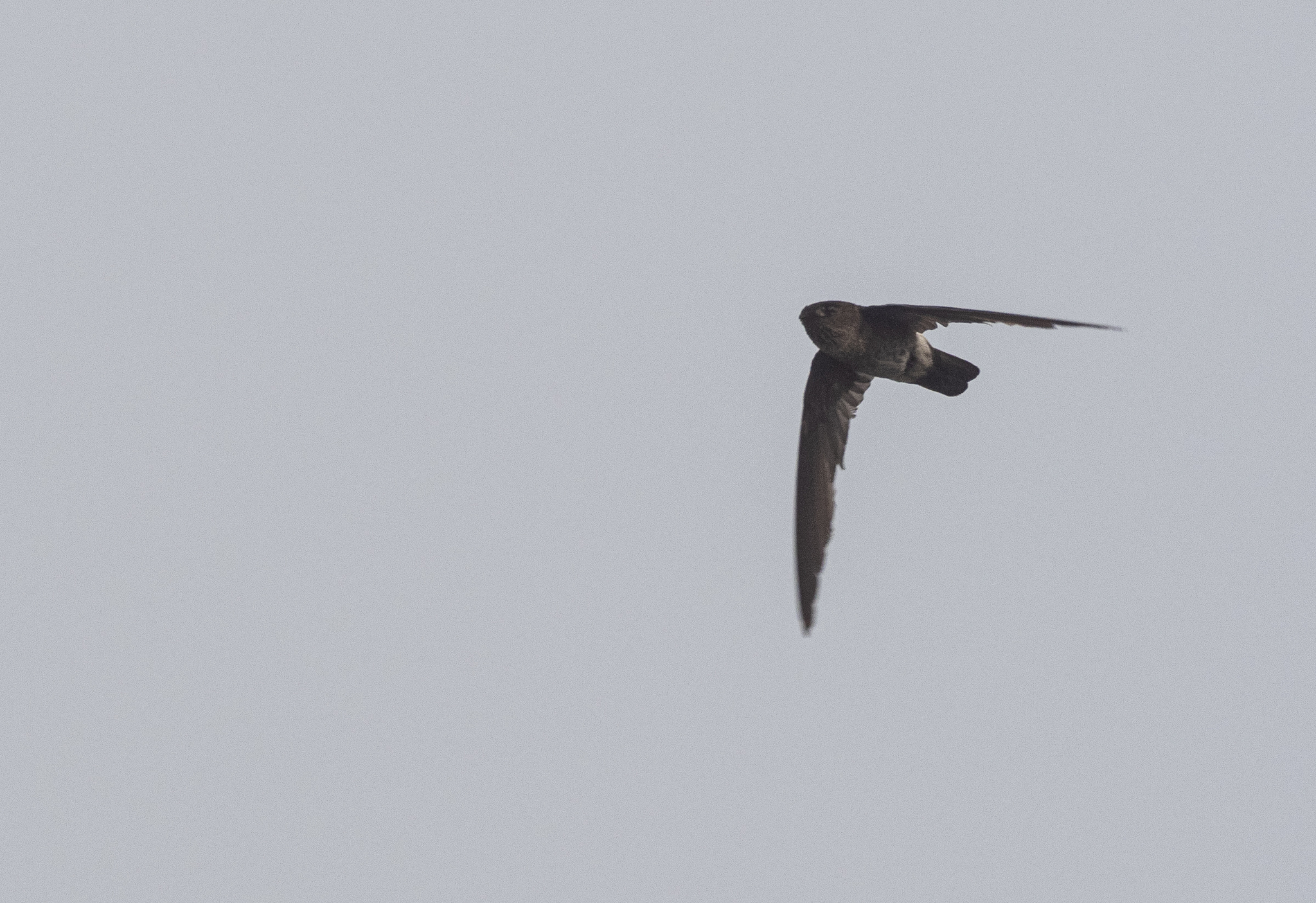 Pygmy Swiftlet (Collocalia troglodytes), photo 2