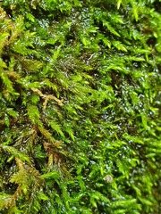 Bryophyta