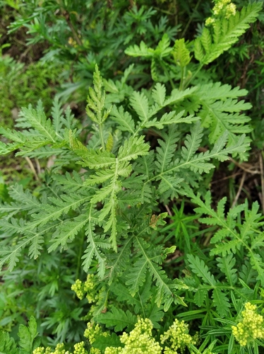 Artemisia sacrorum iNat (1)