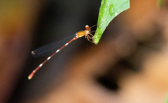 Risiocnemis appendiculata