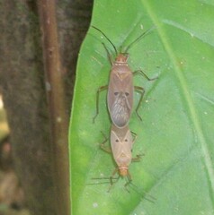 Dysdercus bimaculatus