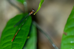 Risiocnemis praeusta