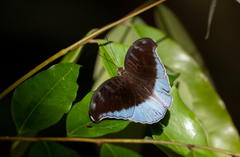 Tanaecia phlegethon