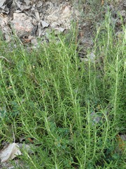 Salvia rosmarinus