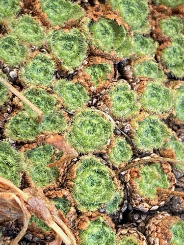 Image of Saxifraga pubescens by (c) Fabien Anthelme, some rights reserved (CC BY-SA)