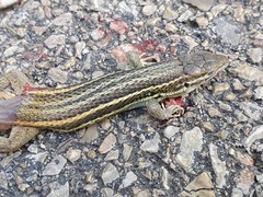 Psammodromus algirus
