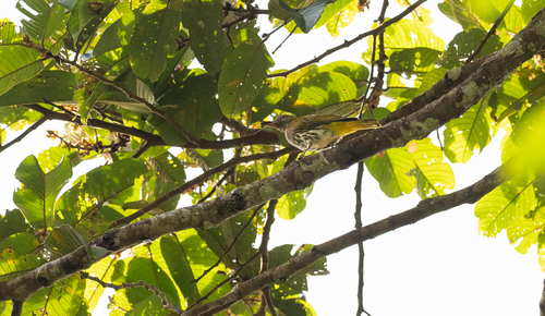 Philippine Oriole (Oriolus steerii), photo 10