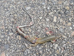 Psammodromus algirus