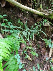 Pteris heteromorpha