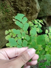 Adiantum tenerum
