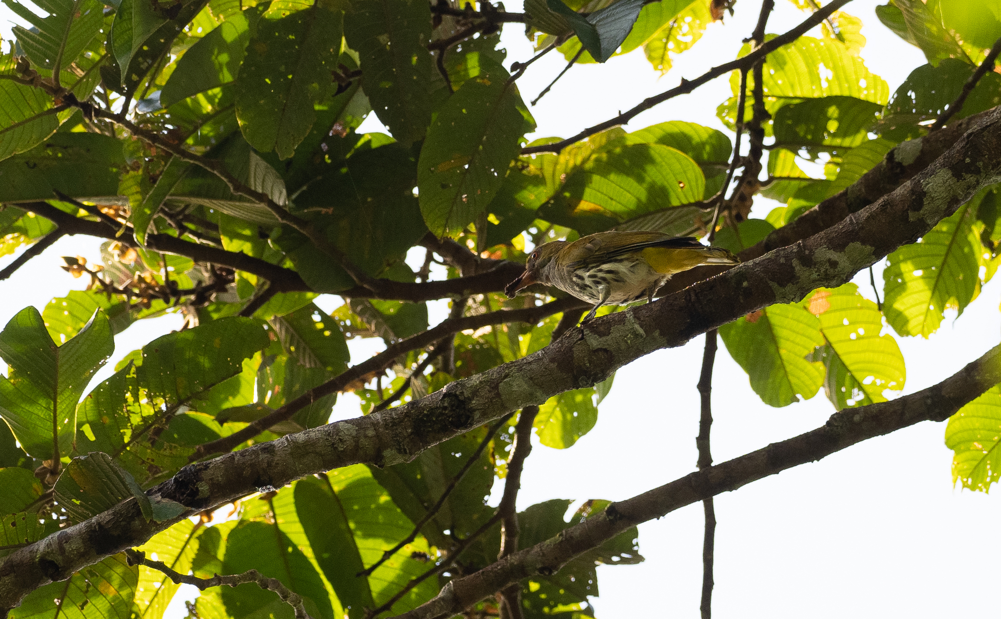 Philippine Oriole (Oriolus steerii), photo 5
