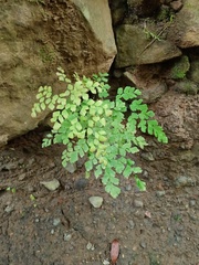 Adiantum tenerum