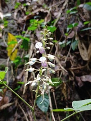 Hylodesmum podocarpum