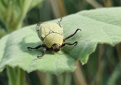 Hoplia chlorophana