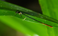 Risiocnemis praeusta