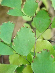 Adiantum tenerum