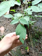 Hylodesmum podocarpum