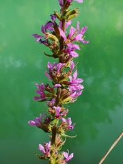 Lythrum salicaria