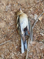 Fringilla coelebs