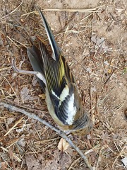 Fringilla coelebs