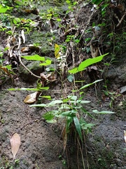 Hylodesmum podocarpum