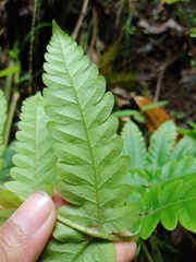 Tectaria subsageniacea