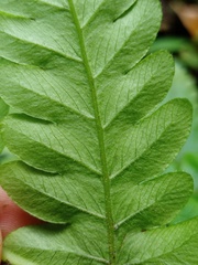 Tectaria subsageniacea