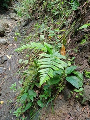 Tectaria subsageniacea