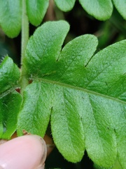 Tectaria subsageniacea