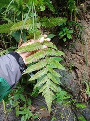 Tectaria subsageniacea