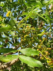 Pistacia terebinthus