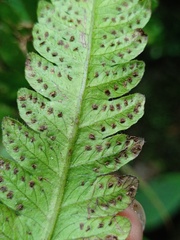 Tectaria subsageniacea