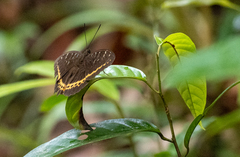 Lexias panopus